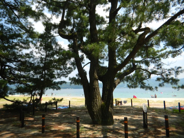 天橋立_智慧の松